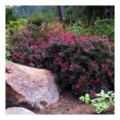 Berberis thunbergii Bagatelle - Barberry - Plant in 2 L Pot