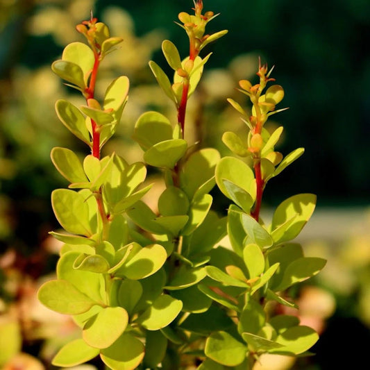 Berberis thunbergii Aurea - Golden Japanese Barberry - Plant in 2 L Pot