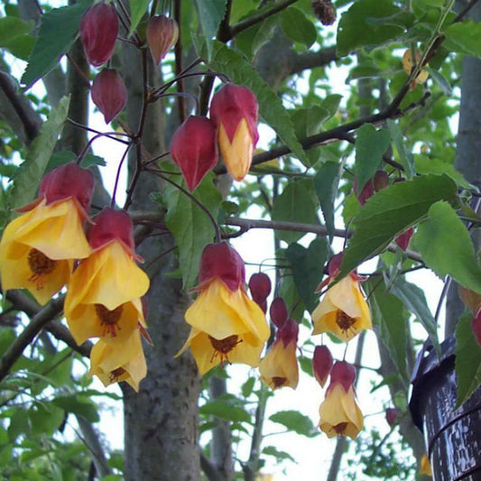 Abutilon Kentish Belle - Flowering Maple - Plant in 2 L Pot
