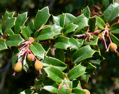 Berberis darwinii - Darwins Barberry - Plant in 9 cm Pot