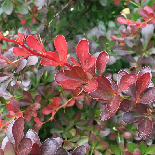 Berberis thunbergii Bagatelle - Barberry - Plant in 2 L Pot