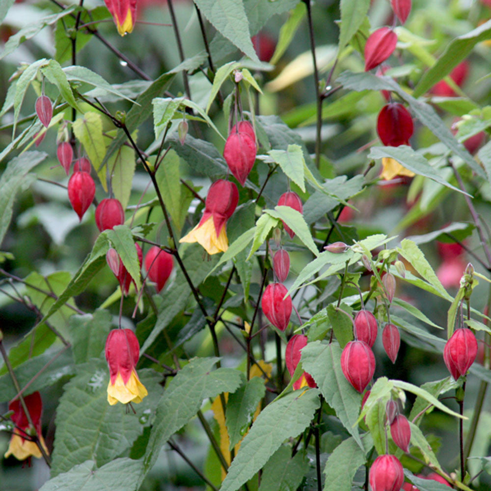Abutilon megapotamicum - Flowering Maple - Plant in 2 L Pot